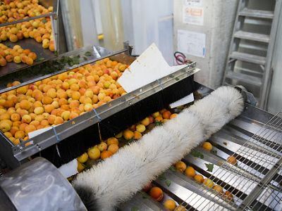 1-Fruit Brush Washing Machine
