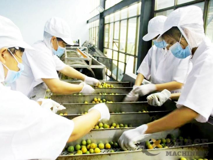 Kiwi Fruit Sorting Machine
